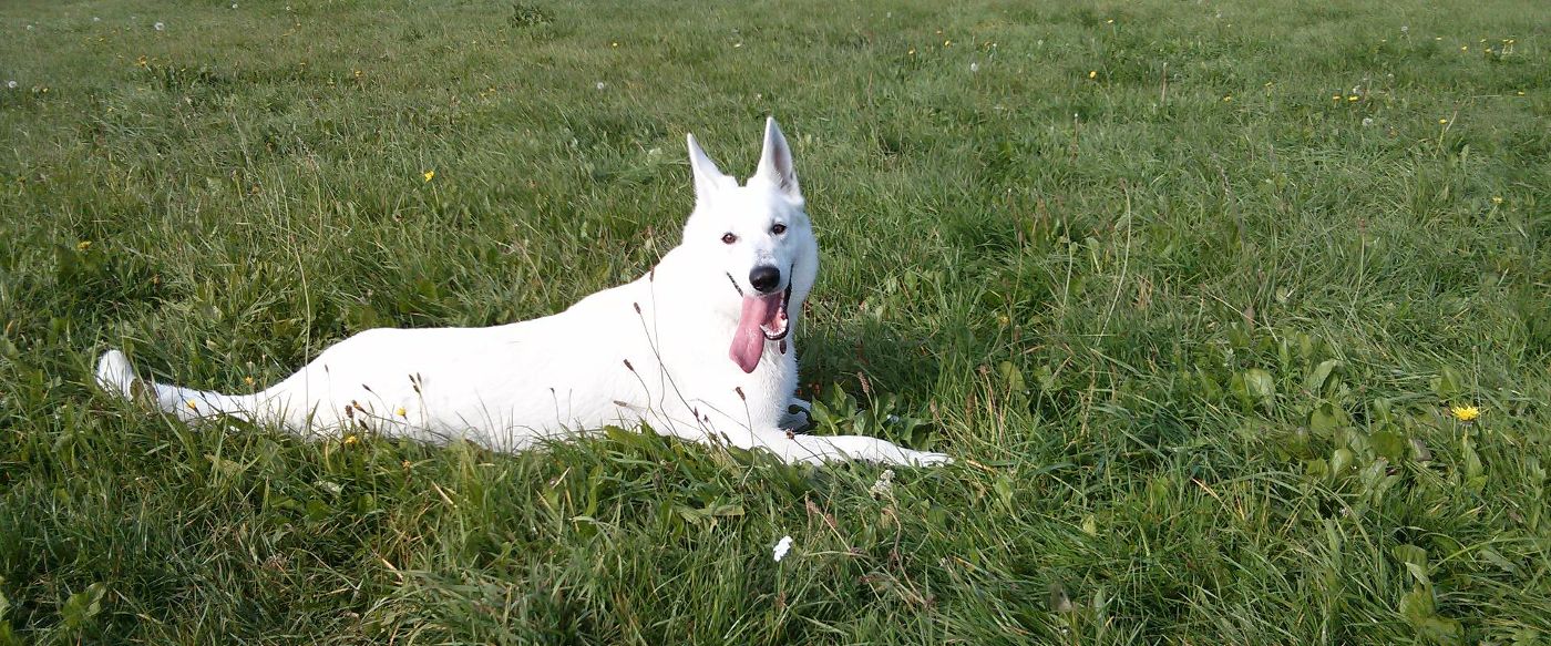 lea-weisser-hund-1400x583